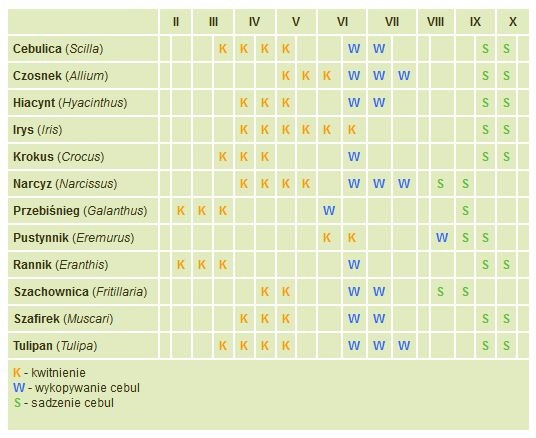 Wiosenne kwiaty cebulowe - kwitnienie sadzenie wykopywanie