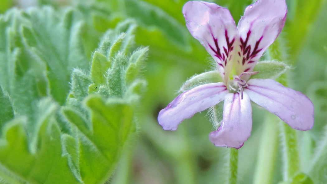 Pelargonia pachnąca kwiat, fot. Anita Lynn z Pixabay