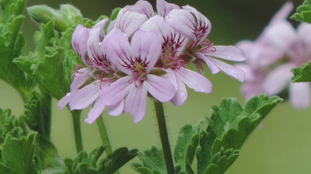 Pelargonia pachnąca, fot. Anita Lynn - Pixabay