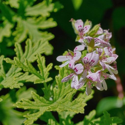 Pelargonia pachnąca / Geranium pachnące / Anginka