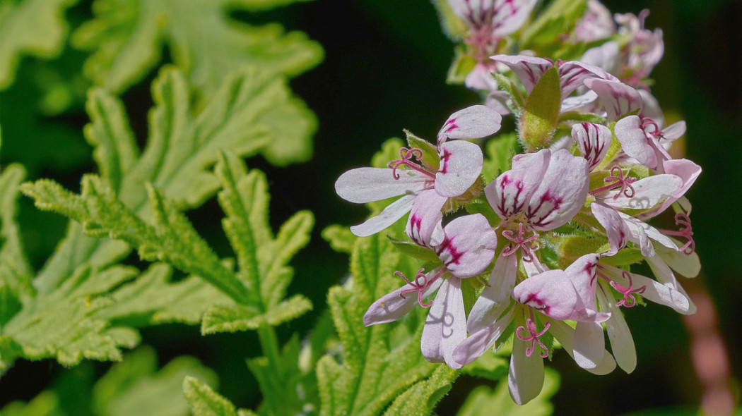 Pelargonia pachnąca, fot. Gerardo Antonio Romero - Pixabay