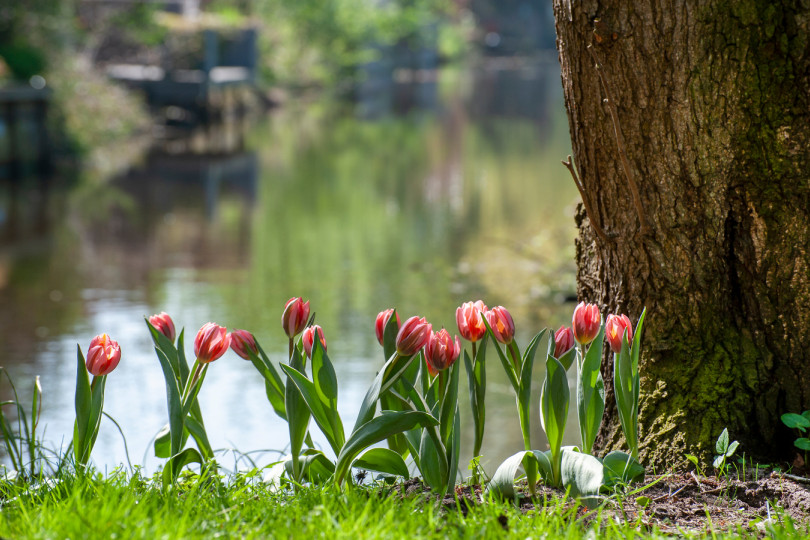 Wiosenne inspiracje, ogród z tulipanami, fot. iBulb