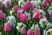 Wiosenne inspiracje, ogród z tulipanami, fot. iBulb