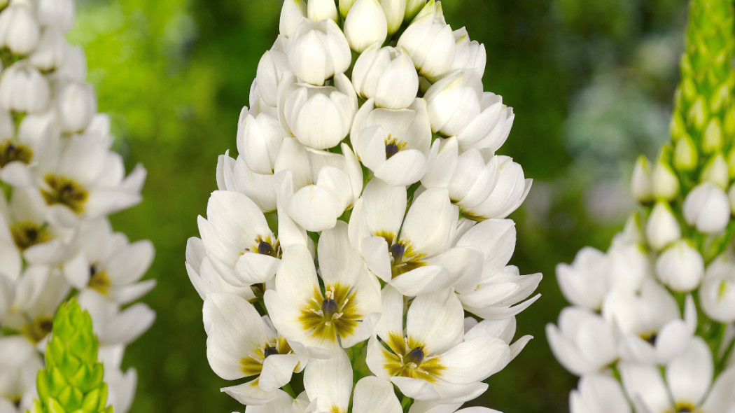 Śniedek wiechowaty 'White Giant', fot. iBulb