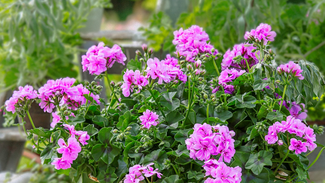 Pelargonia bluszczolistna, królowa balkonów, fot. Pelargonium For Europe