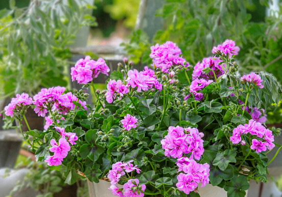 Pelargonia bluszczolistna: królowa balkonów |...