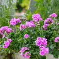 Pelargonia bluszczolistna (zwisająca): królowa balkonów | Jak o nią dbać?