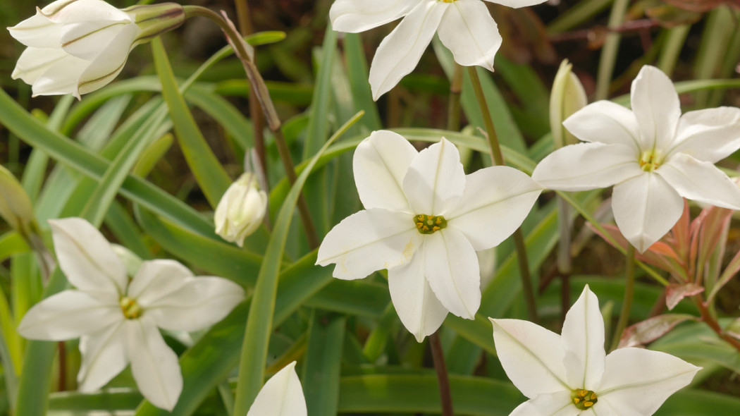 Ifejon 'Alberto Castillo', fot. iBulb