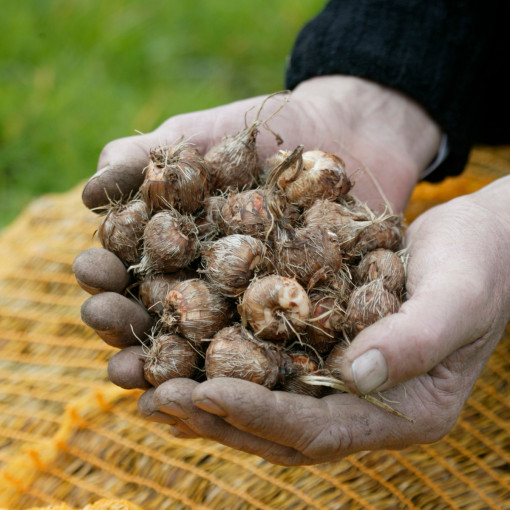 Krokosmia ogrodowa / Cynobrówka ogrodowa