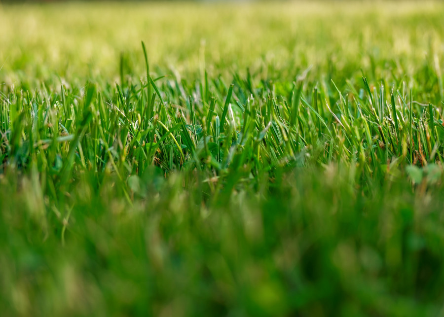Koszenie trawy w trakcie upałów, fot. Paul Diaconu - Pixabay