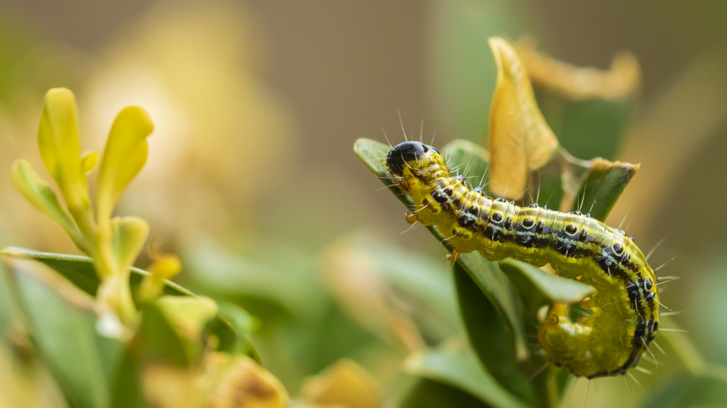 Ćma bukszpanowa i inne nowe gatunki doczekają się naturalnych wrogów, fot. Sandermeertinsphotography.gmail.com - Depositphotos