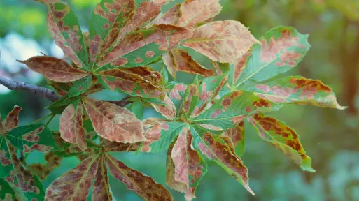 Co zjada kasztanowce? To szrotówek kasztanowcowiaczek – mały motyl, ale groźny szkodnik