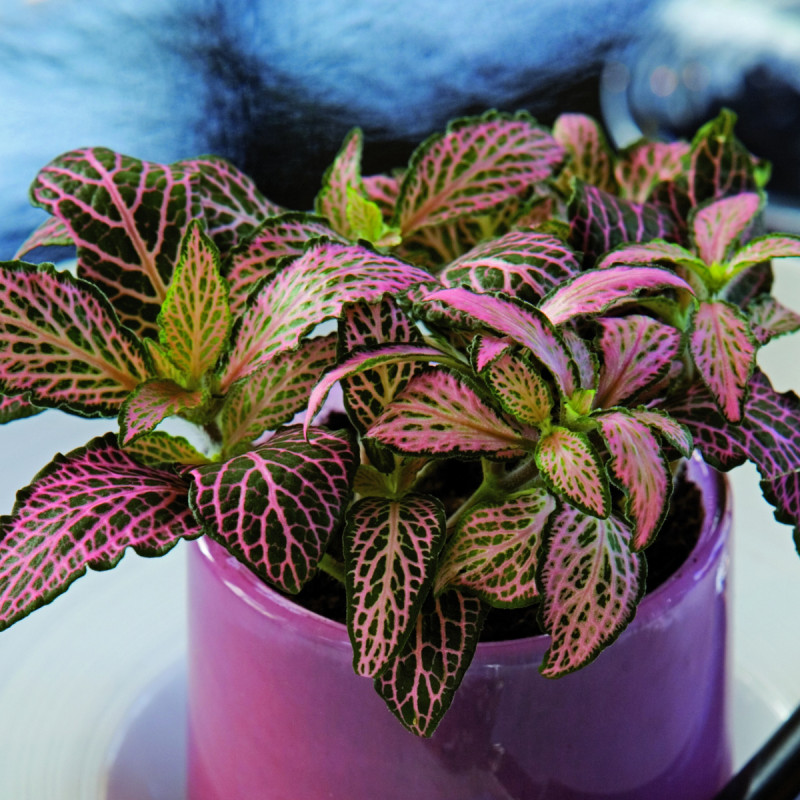 Fittonia, fot. Flower Council Holland