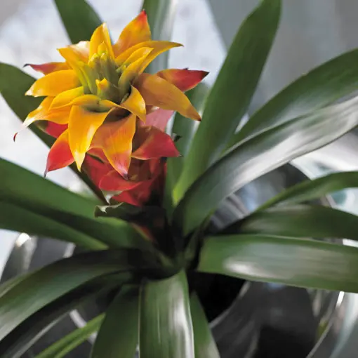 Guzmania