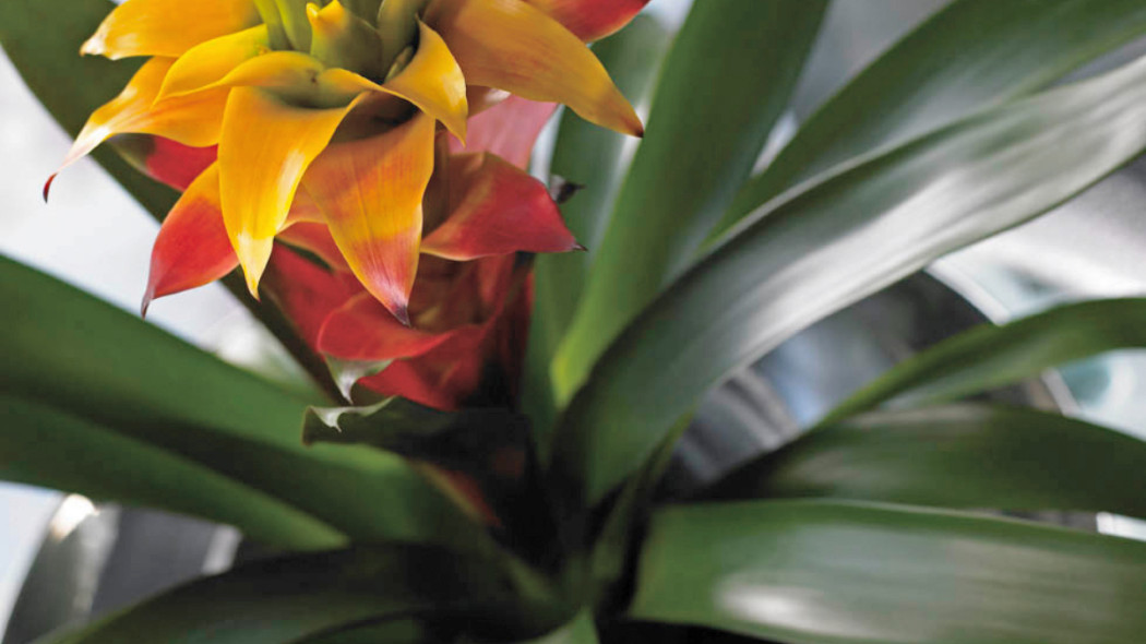 Guzmania, fot. Flower Council Holland