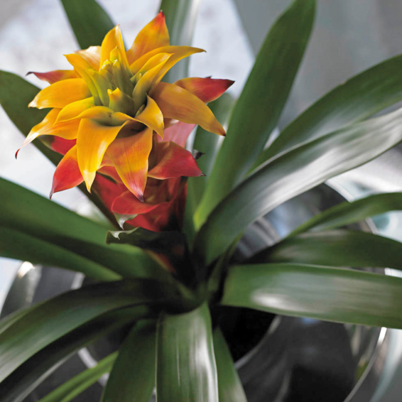 Guzmania, fot. Flower Council Holland