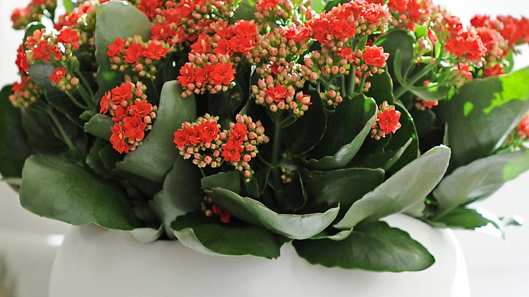 Kalanchoe Blossfelda, fot. Flower Council Holland