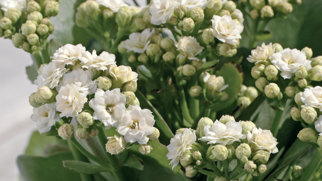 Kalanchoe Blossfelda, fot. Flower Council Holland