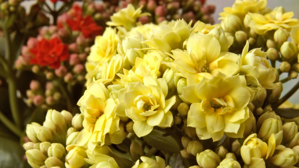 Kalanchoe Blossfelda, fot. Flower Council Holland