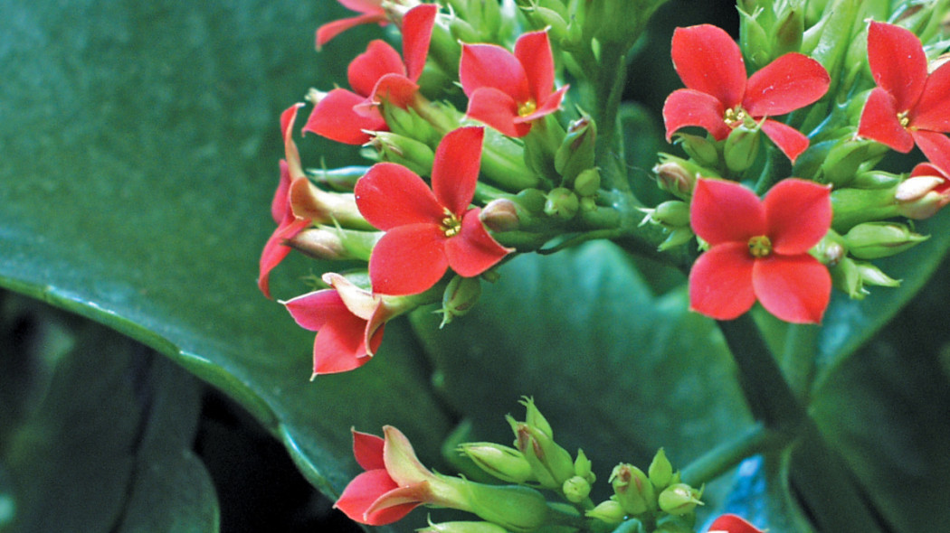 Kalanchoe Blossfelda, fot. Flower Council Holland