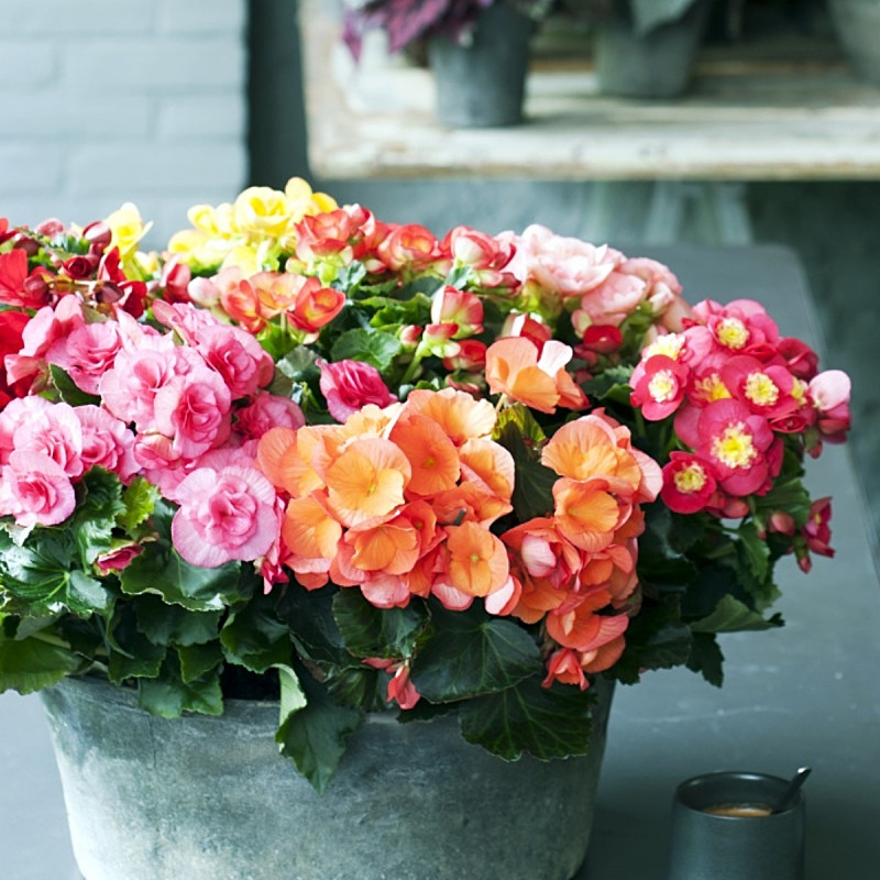 Begonia, fot. Flower Council Holland