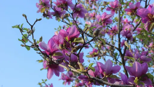 Przycinanie magnolii: jak i kiedy wykonać cięcie? Jak odmłodzić magnolie? 