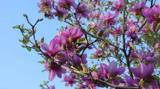 Przycinanie magnolii: jak i kiedy wykonać cięcie? Jak odmłodzić magnolie? 