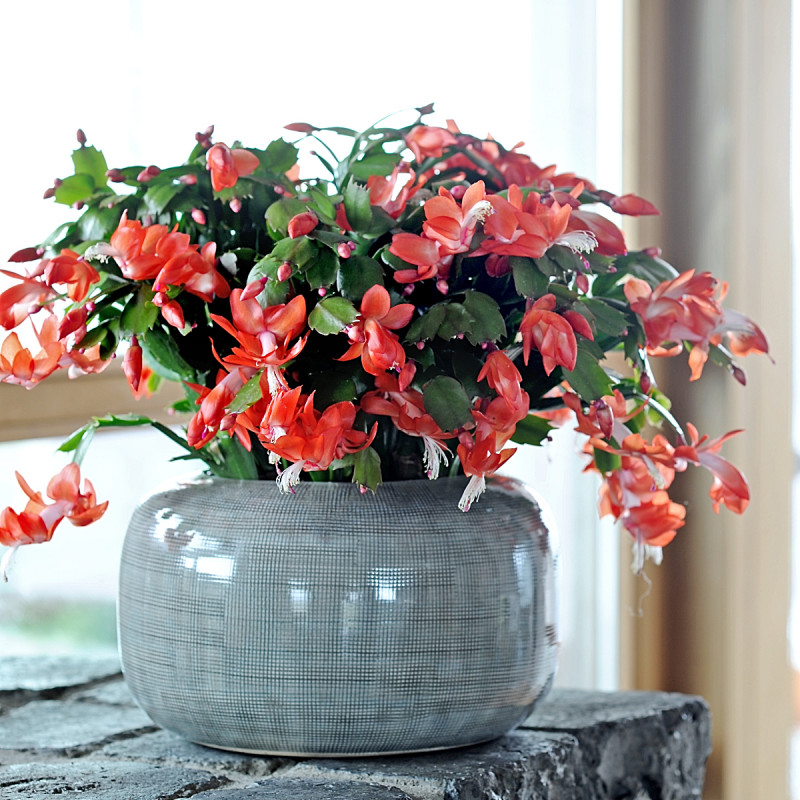 Schlumbergera, fot. Flower Council Holland