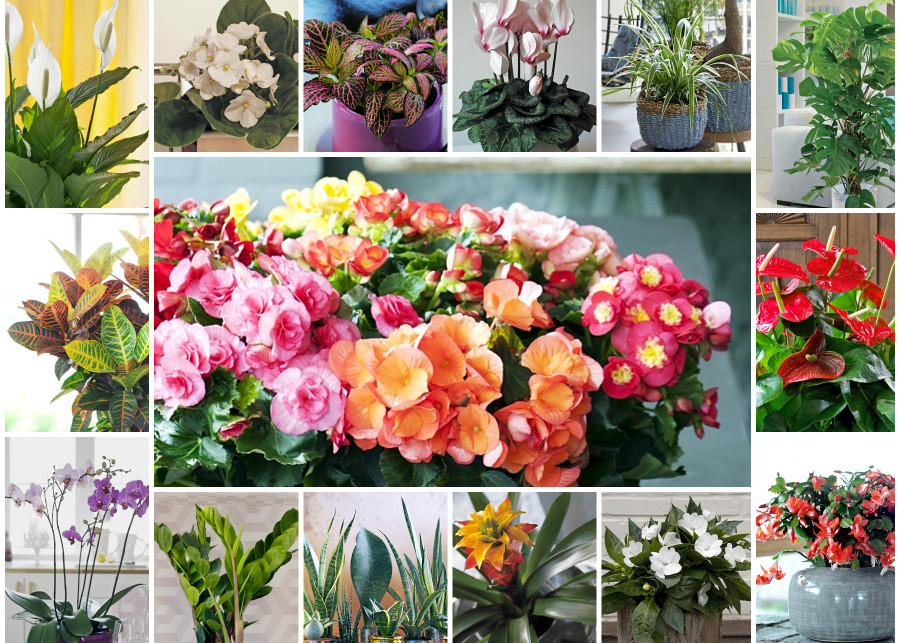 Uprawa kwiatów domowych. 25 najpopularniejszych gatunków, kolaż