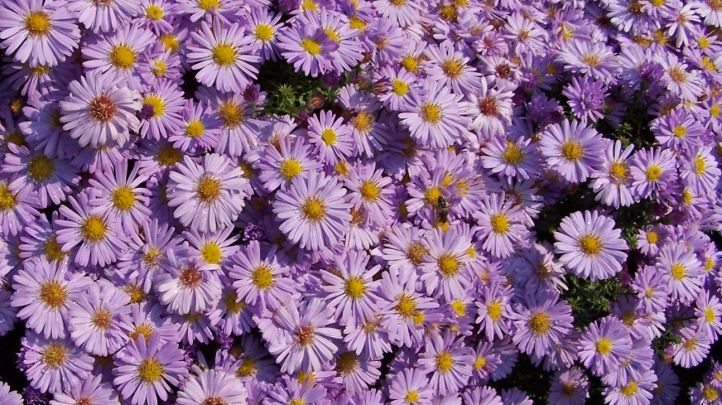 Aster gawędka, fot. Jerzy Opioła - Wikimedia Commons