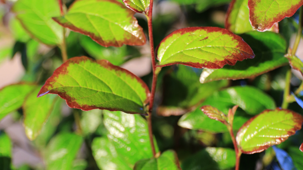 Parrotia persica 'Persian Spire'®, fot. Szkółka Piech