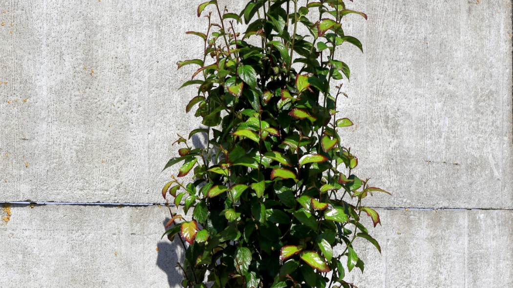 Parrotia persica 'Persian Spire'®, fot. Szkółka Piech