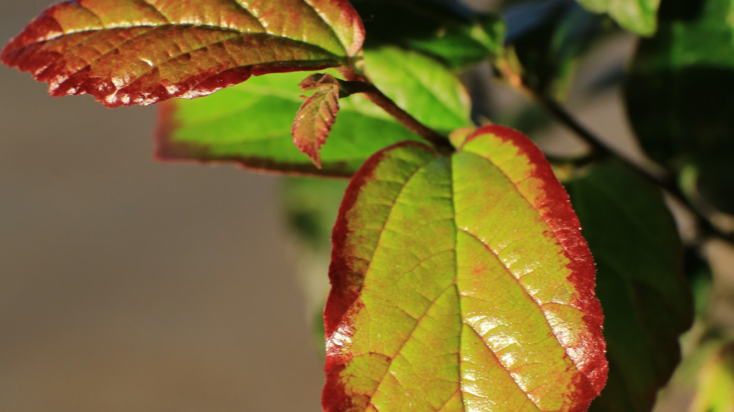 Parrotia persica 'Persian Spire'®, fot. Szkółka Piech