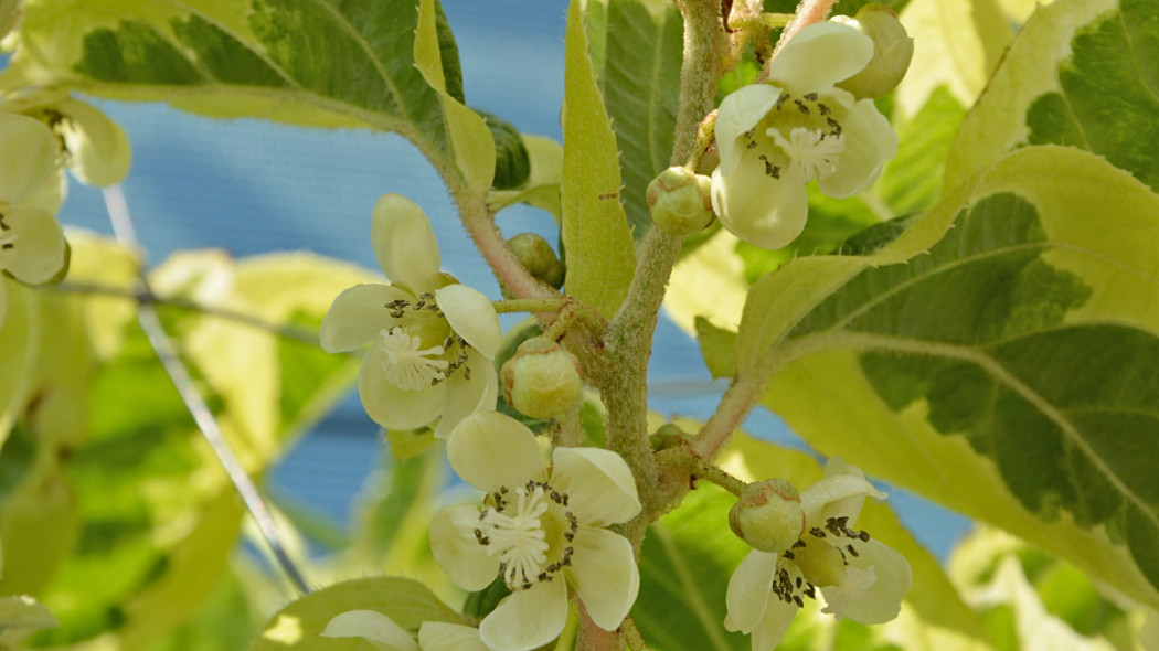 Aktinidia ostrolistna HOKEY POKEY, fot. Clematis Źródło Dobrych Pnączy