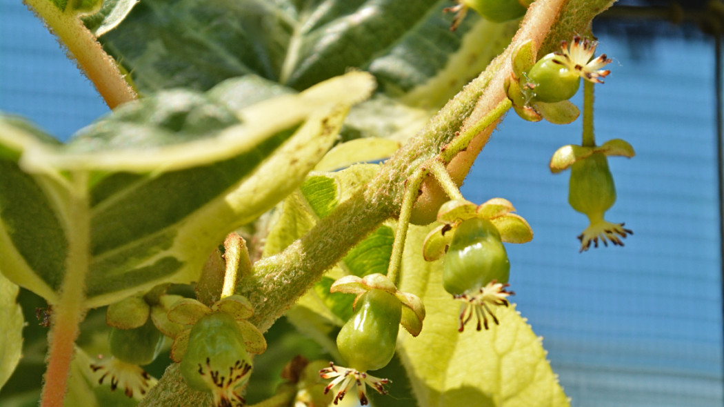 Aktinidia ostrolistna HOKEY POKEY, fot. Clematis Źródło Dobrych Pnączy