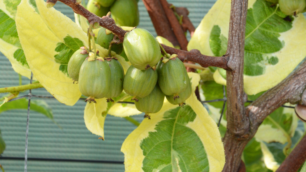 Aktinidia ostrolistna HOKEY POKEY, fot. Clematis Źródło Dobrych Pnączy