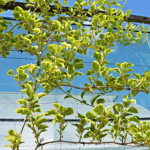 Aktinidia ostrolistna HOKEY POKEY
