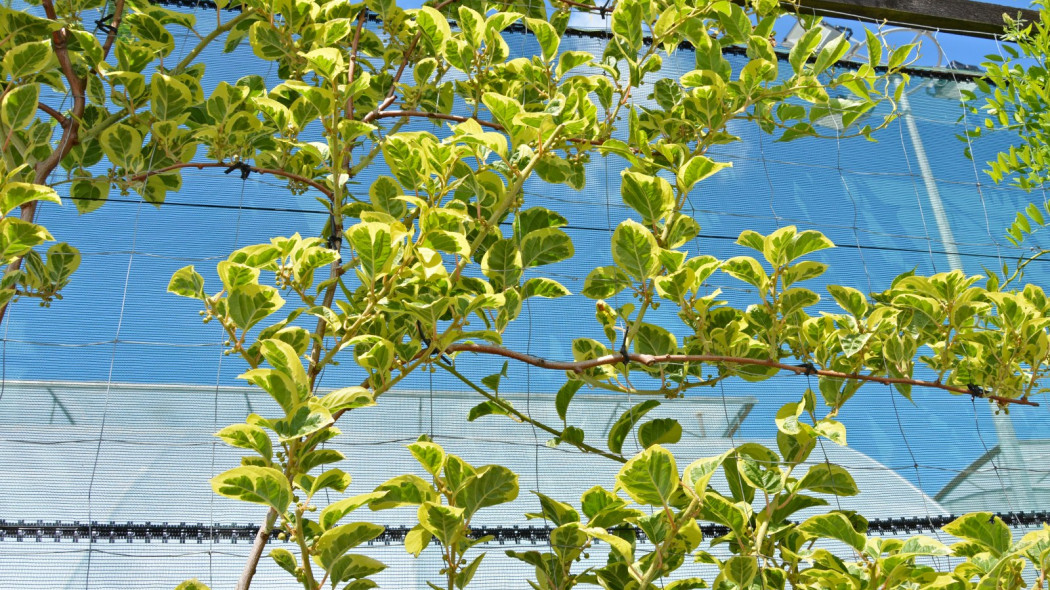 Aktinidia ostrolistna HOKEY POKEY, fot. Clematis Źródło Dobrych Pnączy