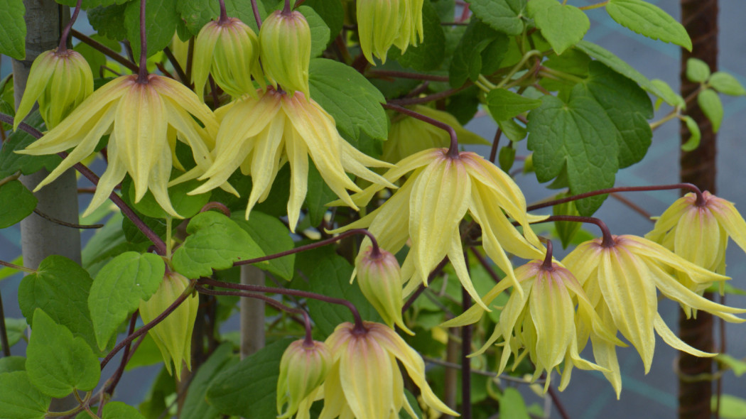 Clematis 'Golden Dream', fot. Clematis Źródło Dobrych Pnączy