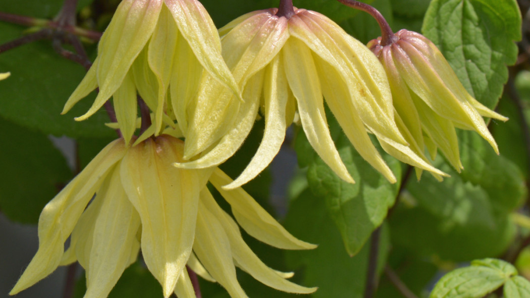 Clematis 'Golden Dream', fot. Clematis Źródło Dobrych Pnączy