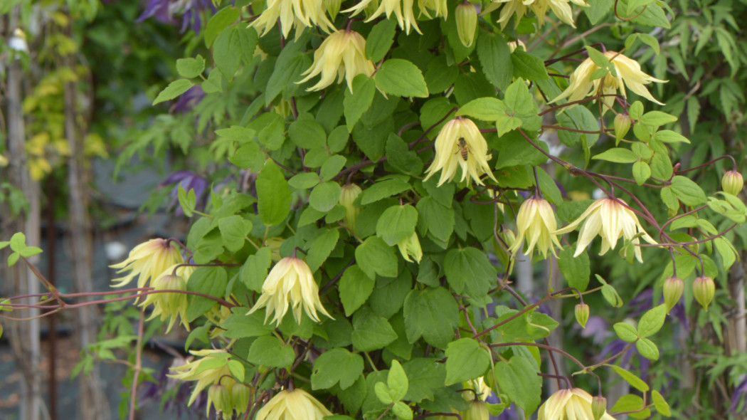 Clematis 'Golden Dream', fot. Clematis Źródło Dobrych Pnączy