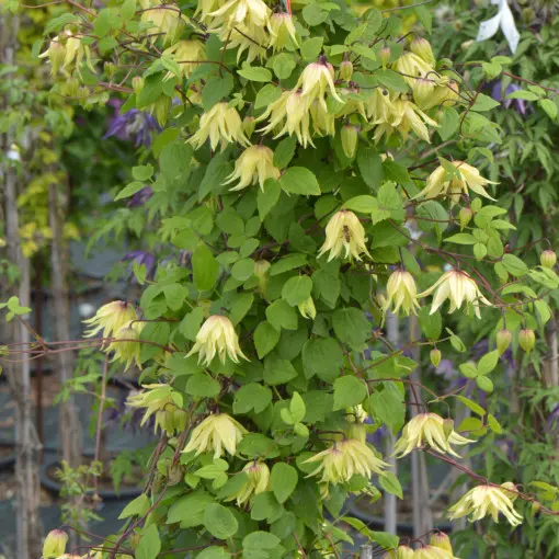 Powojnik 'Golden Dream'