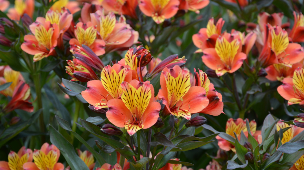 Alstroemeria INDIAN SUMMER 'Tesronto', fot. Clematis Źródło Dobrych Pnączy