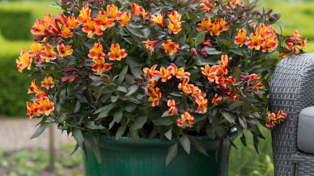 Alstroemeria INDIAN SUMMER 'Tesronto', fot. Clematis Źródło Dobrych Pnączy