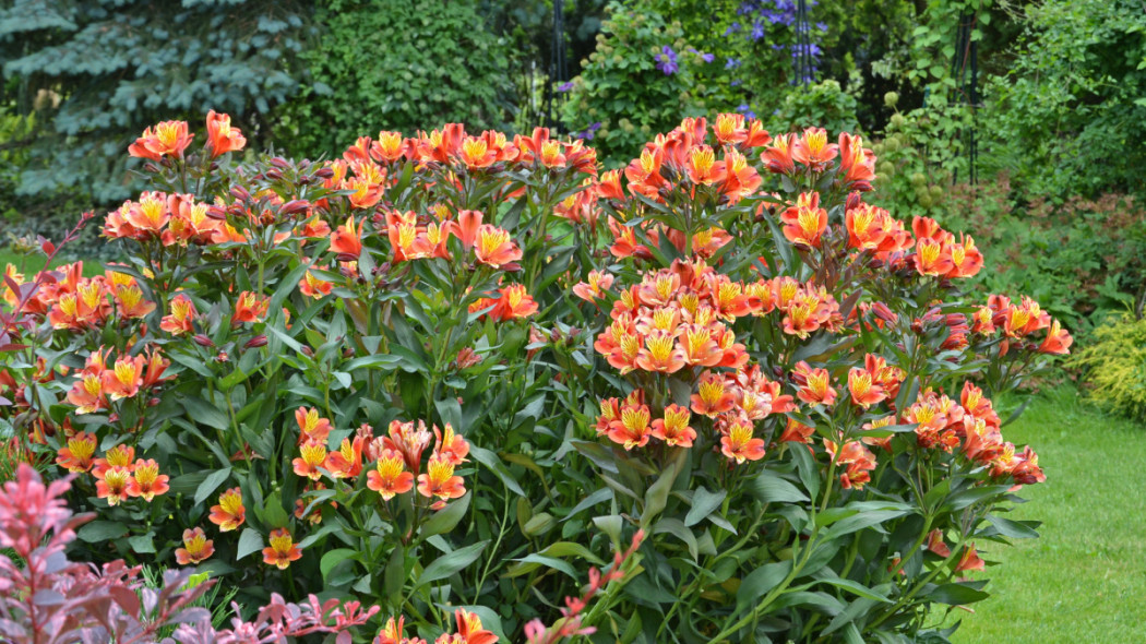 Alstroemeria INDIAN SUMMER 'Tesronto', fot. Clematis Źródło Dobrych Pnączy