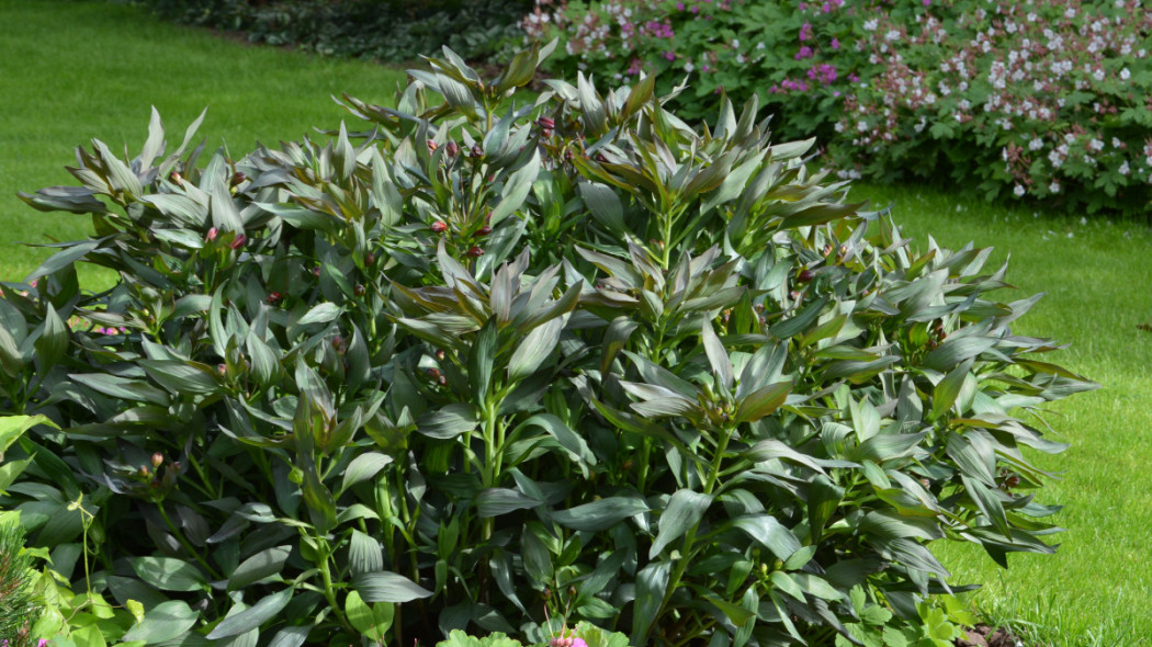 Alstroemeria INDIAN SUMMER 'Tesronto', fot. Clematis Źródło Dobrych Pnączy