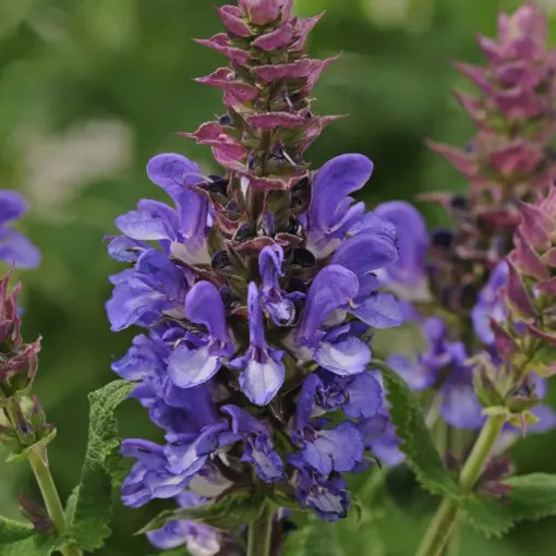 Szałwia omszona BLUE MARVEL 'Balsalarv'