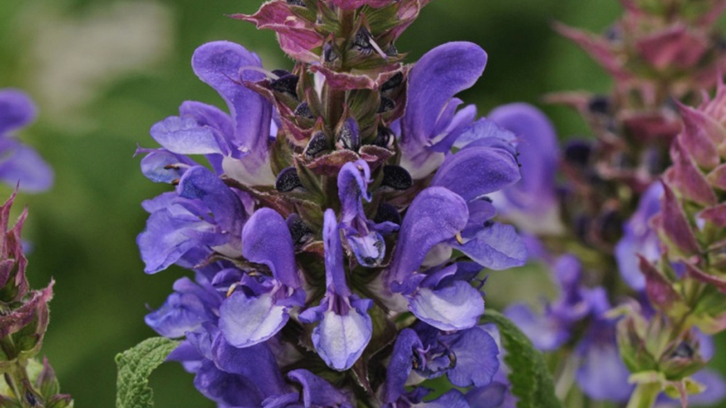 Szałwia omszona BLUE MARVEL 'Balsalarv', fot. PANEK Gospodarstwo Specjalistyczne