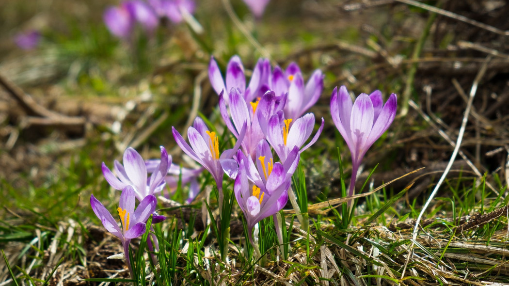 Polecamy krokusy do ogrodu kiedy i jak je sadzić, fot. krystianwin - Pixabay