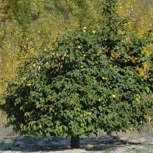 Hurma wschodnia / Kaki / Persymona